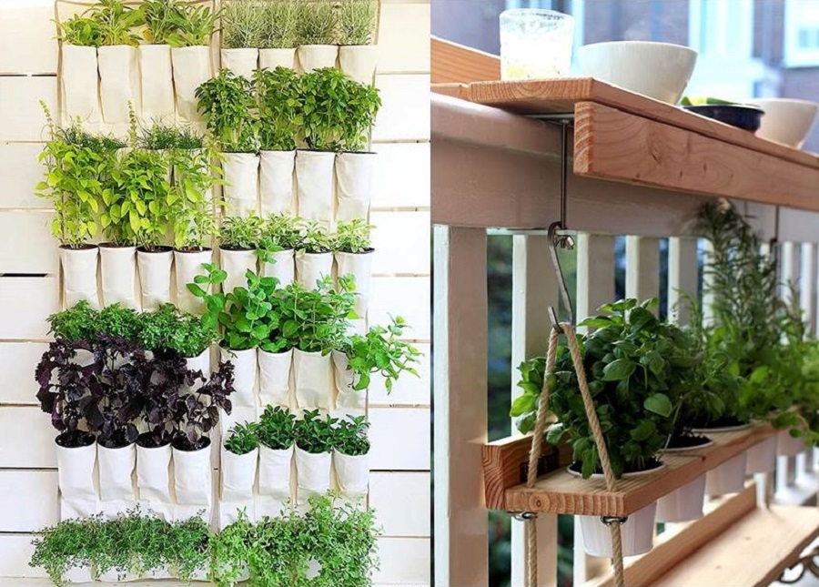 Začinsko bilje na tvom balkonu – lepo, ukrasno, korisno