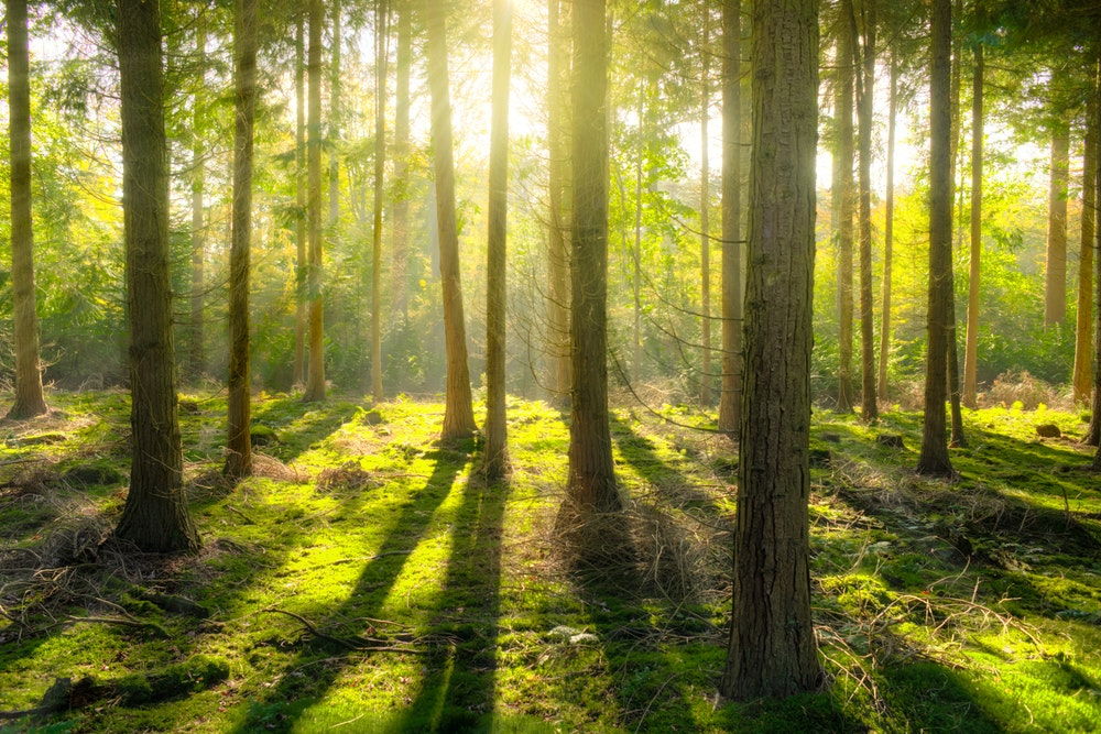 Šuma – izvor snage je u prirodi
